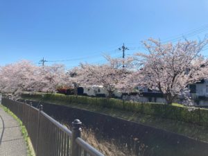 片倉町会内の桜